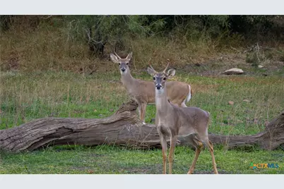 28084 Delafield Drive, New Braunfels, TX 78132 - Photo 3