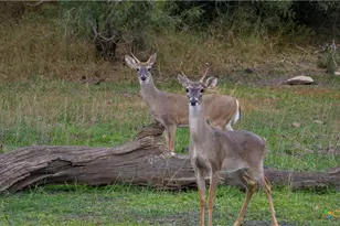 28084 Delafield Dr, New Braunfels, TX 78132 - Photo 3