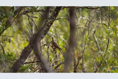 28084 Delafield Drive, New Braunfels, TX 78132 - Photo 7