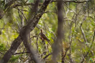 28084 Delafield Dr, New Braunfels, TX 78132 - Photo 7