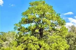 Tbd Rabel Rd, Rosanky, TX 78953 - Photo 15