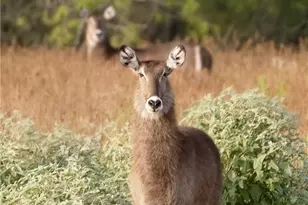 24091 State Hwy 80, Gonzales, TX 78629 - Photo 33