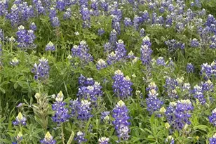 1912 Seminole Trail, Dale, TX 78616 - Photo 27