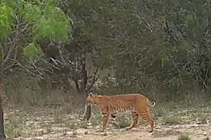 0 County Road 2773, Lometa, TX 76853 - Photo 23