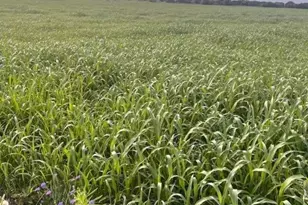 Tbd Private Road 3642, Copperas Cove, TX 76522 - Photo 1