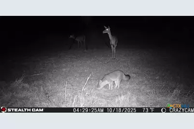 23651 Wolfridge Road, Killeen, TX 76549 - Photo 43