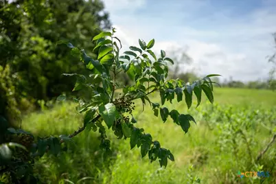 000 Meier Settlement Road, Riesel, TX 76682 - Photo 11