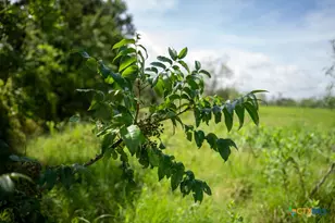 000 Meier Settlement Rd, Riesel, TX 76682 - Photo 11