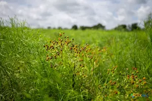 000 Meier Settlement Rd, Riesel, TX 76682 - Photo 7