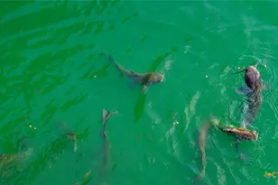 190 Turnaround Rd, Seguin, TX 78155 - Photo 27