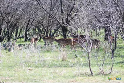 25 Acres Private Road 1789, Bend, TX 77418 - Photo 5