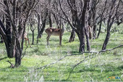 25 Acres Private Road 1789, Bend, TX 77418 - Photo 3