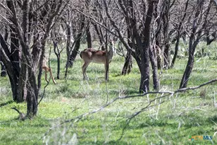 25 Acres Private Road 1789, Bend, TX 77418 - Photo 3