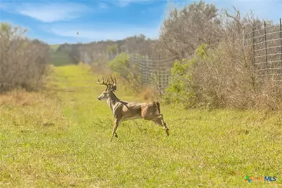 000 Fm 239, Tivoli, TX 77990 - Photo 15