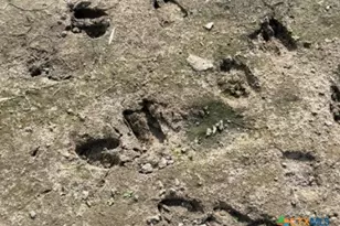 4689 County Rd 302, Runge, TX 78151 - Photo 7