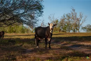 15145 Alternate 90, Kingsbury, TX 78638 - Photo 41
