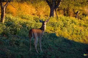 7702 Ranch Rd 965, Llano, TX 78643 - Photo 23