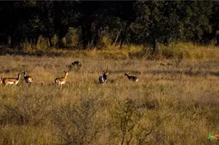 7702 Ranch Rd 965, Llano, TX 78643 - Photo 27
