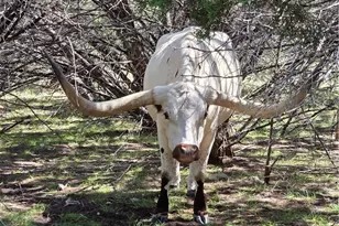 853 County Rd 4390, Kempner, TX 76539 - Photo 5