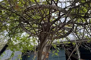 530 E Weinert St, Seguin, TX 78155 - Photo 5