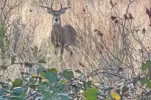 4501 Lauren MacKenzie Dr, Killeen, TX 76549 - Photo 29