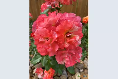 2931 Aller, New Braunfels, TX 78130 - Photo 3