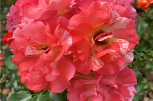 2931 Aller, New Braunfels, TX 78130 - Photo 3