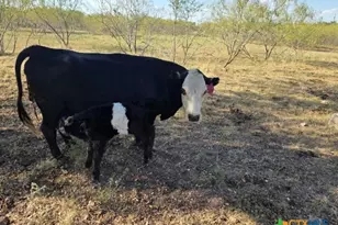 18751 State Hwy 95, Holland, TX 76534 - Photo 5