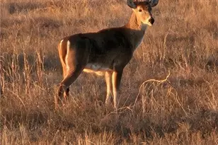 [Address not provided], Oglesby, TX 76561 - Photo 31