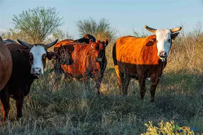 3191 County Road 463, Elgin, TX 78621 - Photo 5