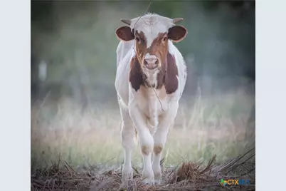 905 Hugo Road, San Marcos, TX 78666 - Photo 3