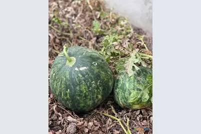 1651 Gruene Grass, New Braunfels, TX 78130 - Photo 35