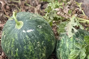 1651 Gruene Grass, New Braunfels, TX 78130 - Photo 35