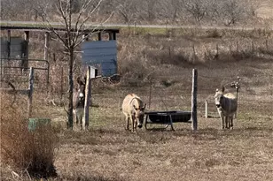 9684 FM437, Rogers, TX 76569 - Photo 9