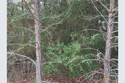 Tbd Pine Hill Loop, Bastrop, TX 78602 - Photo 1