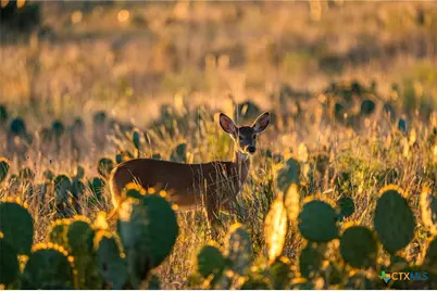 00 Fm 2843, Salado, TX 76571 - Photo 9
