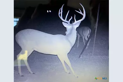 4025 County Road 284, Harwood, TX 78632 - Photo 5