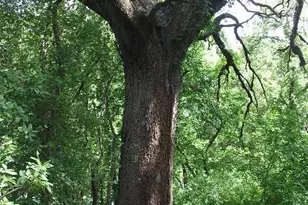 106 Gbrv Loop, Canyon Lake, TX 78133 - Photo 31