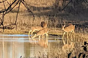 15631 FM 682, Yoakum, TX 77995 - Photo 41