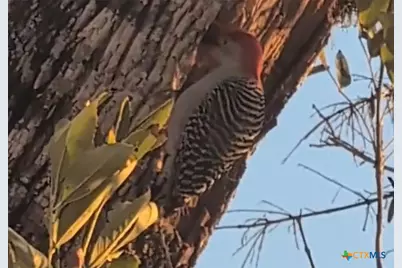 15631 Fm 682, Yoakum, TX 77995 - Photo 39