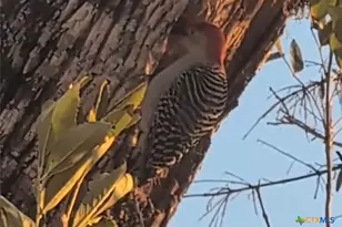 15631 FM 682, Yoakum, TX 77995 - Photo 39