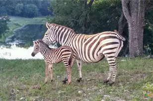 6101 Cr 208, Lampasas, TX 76550 - Photo 5