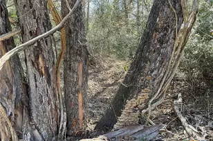 50 Acres County Road 212, Hallettsville, TX 77964 - Photo 27