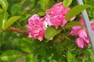 1217 Craig St, Copperas Cove, TX 76522 - Photo 39