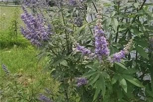 1217 Craig St, Copperas Cove, TX 76522 - Photo 35