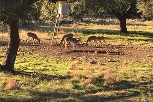 1595 Skyridge Rd, Lampasas, TX 76550 - Photo 31