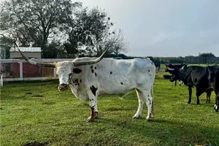 13340 State Hwy 172, La Ward, TX 77970 - Photo 7