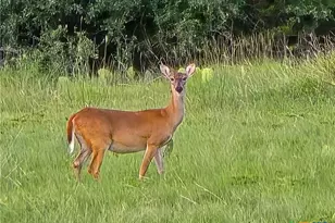 725 Cr 206, Burnet, TX 76811 - Photo 19