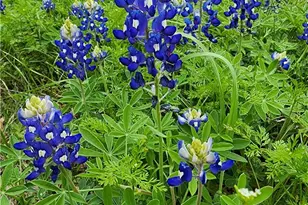 370 County Rd 3106, Kempner, TX 76539 - Photo 29