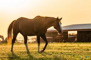 000 Cr 284, Liberty Hill, TX 78642 - Photo 5
